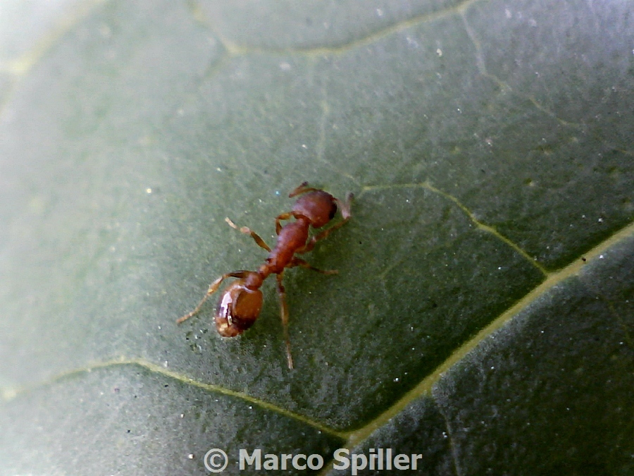 Formica rossa: forse Temnothorax sp.